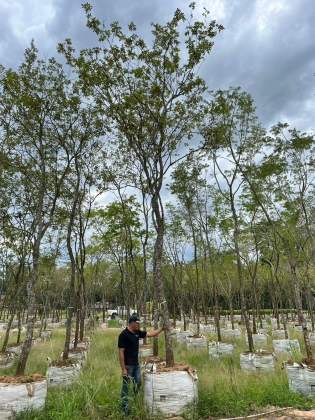 Florianópolis ganha primeiro Ipê do projeto “Viva a Cidade Arborizada” na semana do aniversário da cidade